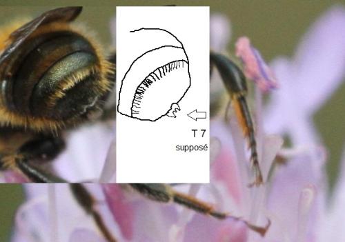 Osmia leaiana
